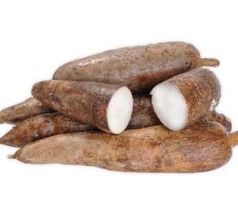 Fresh Whole Yuca Root Cassava Manioc Mandioca