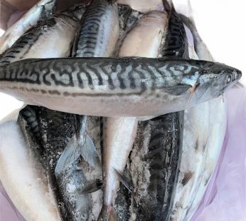 Frozen Mackerel Titus Fish