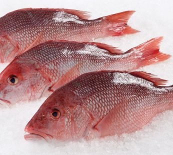 Red Snapper Fish