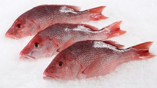 Red Snapper Fish