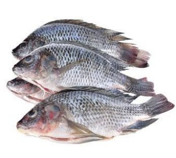 Fresh Tilapia Fish