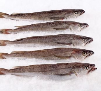 Whiting Fish