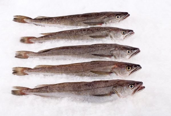 Whiting Fish